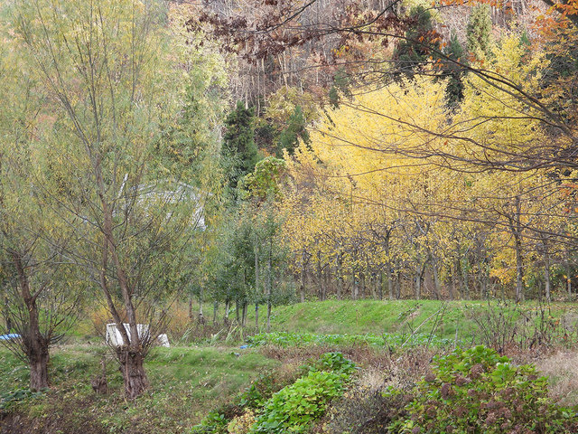 Nikon-P1000-30.jpg
