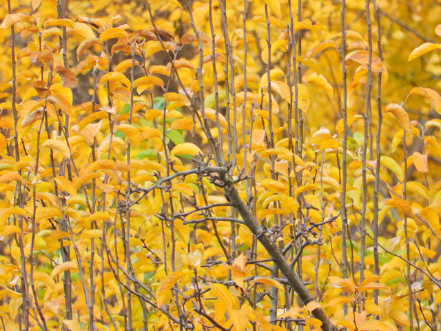 Nikon-P1000-31.jpg